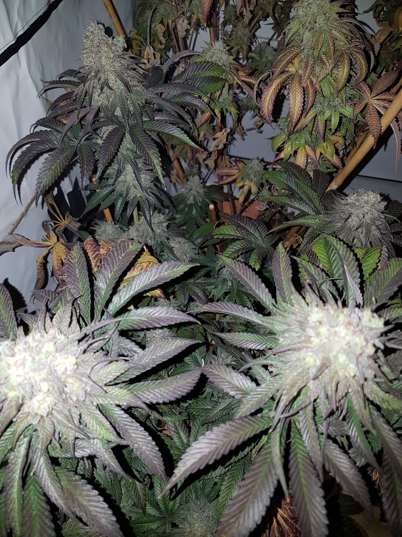 Blick in die Growbox: mehrere Pflanzen in später Blüte