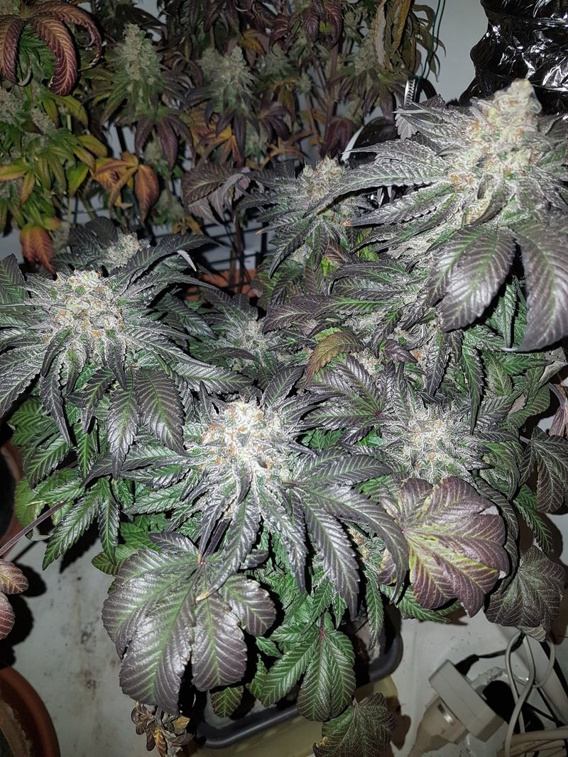 Pflanze in später Blüte mit violett verfärbten Blättern, Indoor
