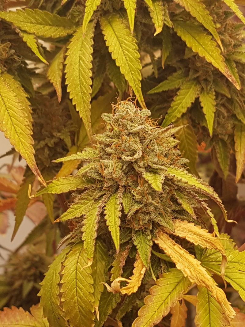 Blüte zwischen gelbgrünen Fächerblättern, Indoor