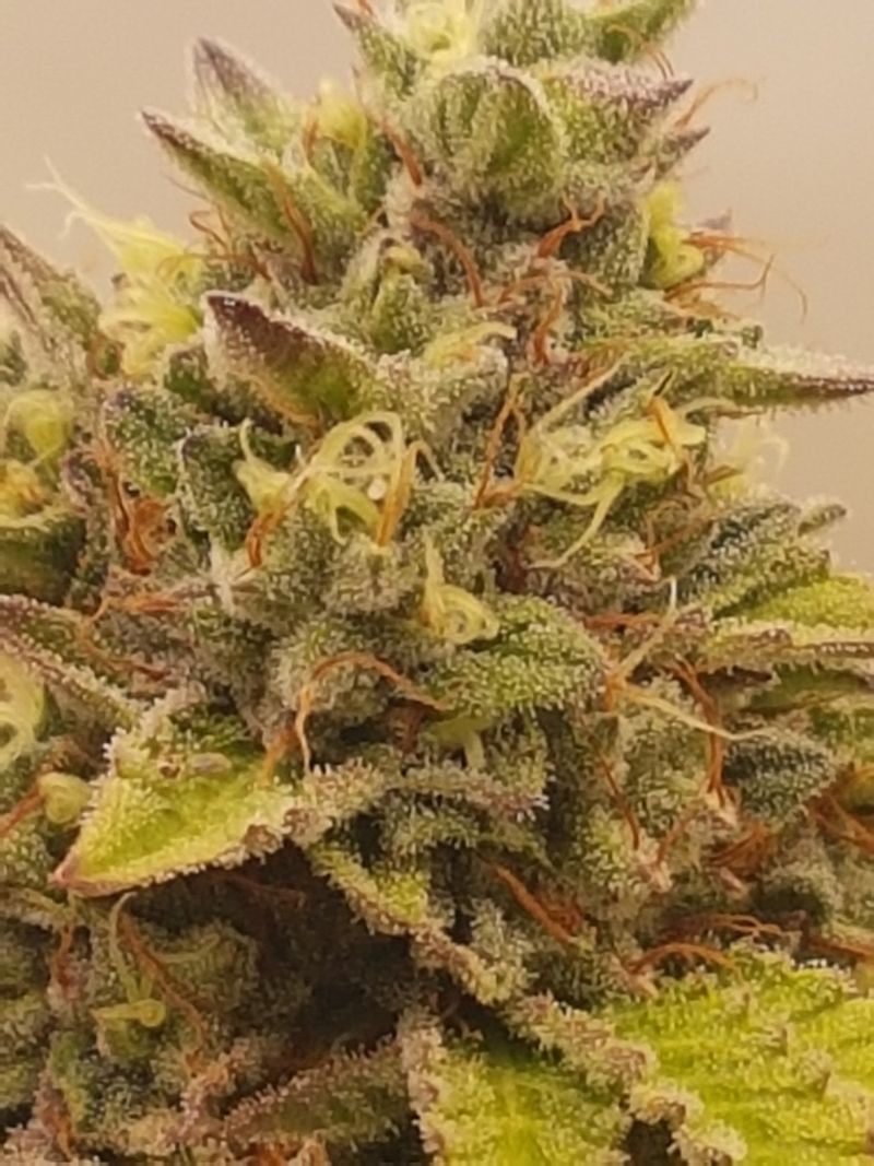 Makro: Blüte mit Trichomen und hellen Blütennarben