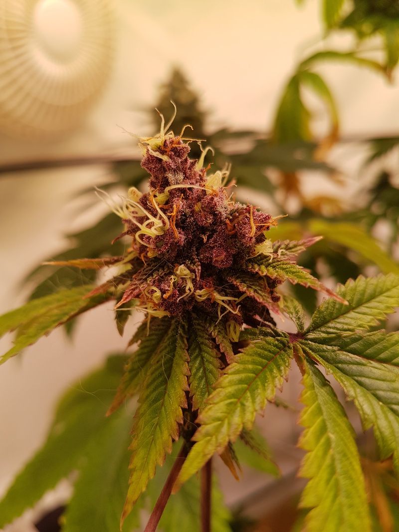 MC Cooki G13 (G13 Haze × Red Hot Cookies) – Phänotyp 1 (lila)