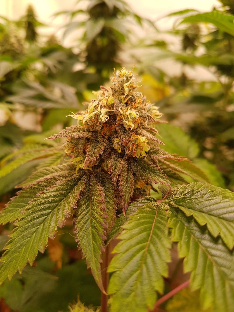 MC Cooki G13 (G13 Haze × Red Hot Cookies) – Phänotyp 2 (grün mit orangen Narben)
