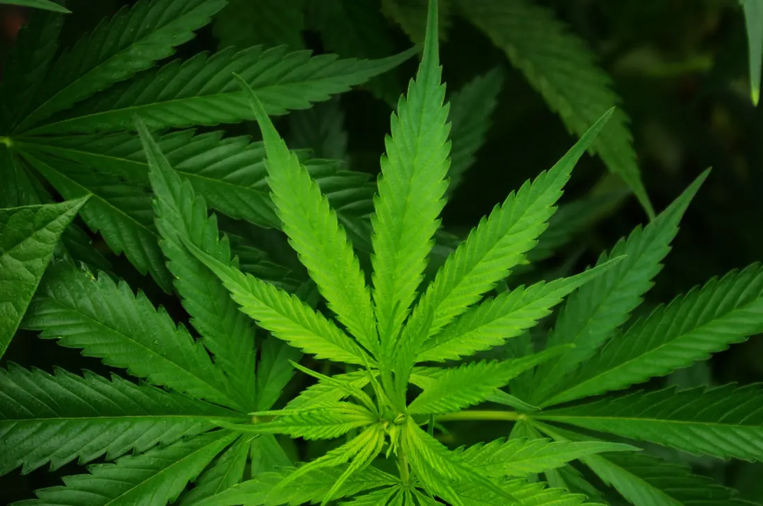 Feuilles de cannabis palmées d’un vert vif
