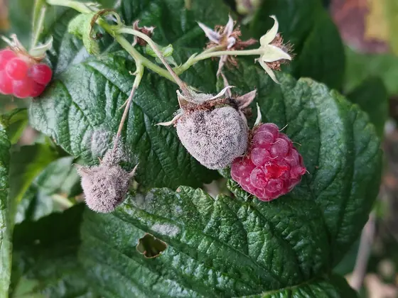 Himbeeren mit grauem, pelzigem Schimmelrasen