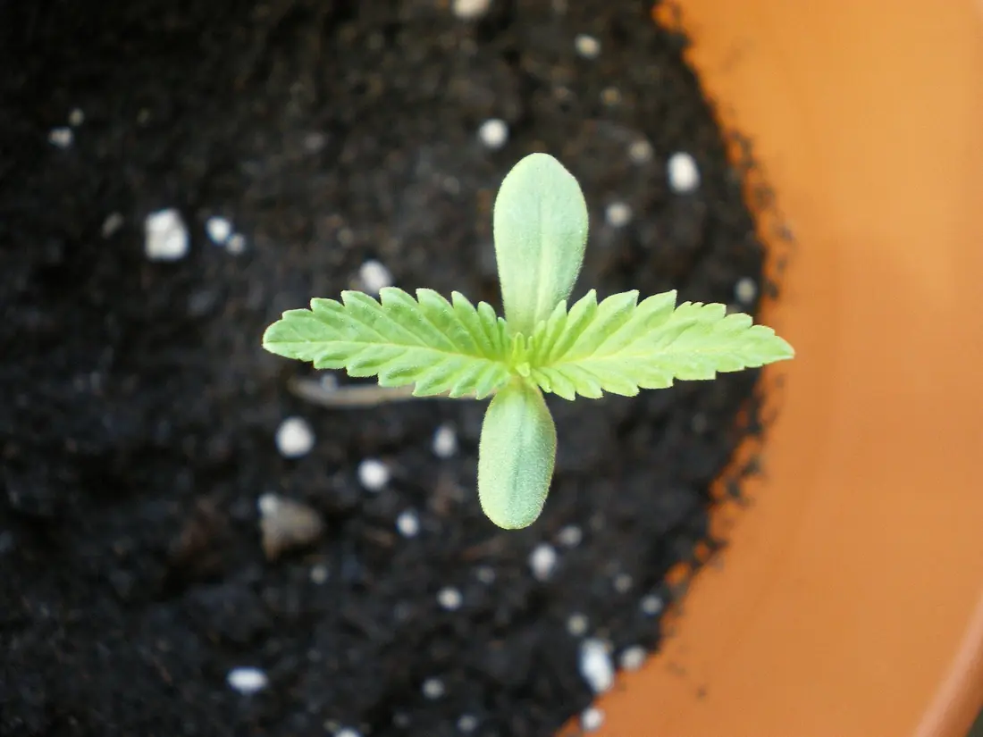 Jeune plantule de chanvre avec cotylédons et première paire de feuilles dentées dans un pot