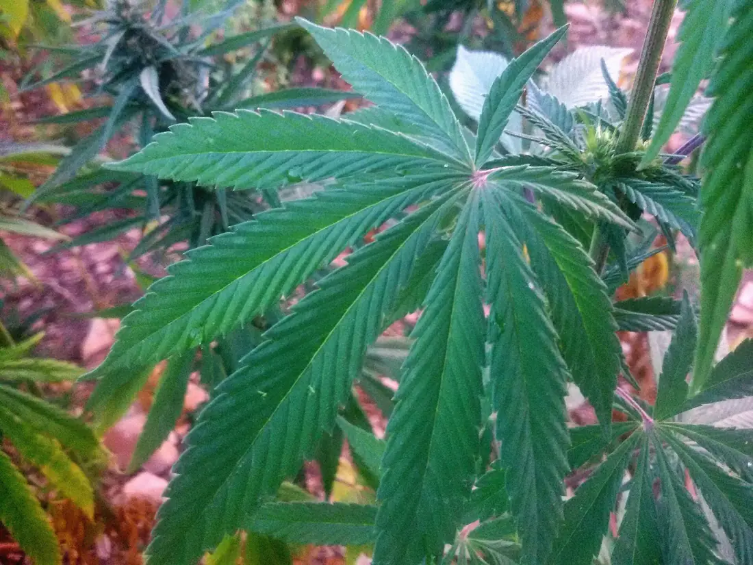 Großes, gefingertes Cannabisblatt im Freiland