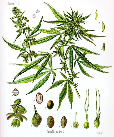 Dessin botanique historique d’un plant de chanvre mâle et d’un plant femelle avec détails des fleurs et des graines