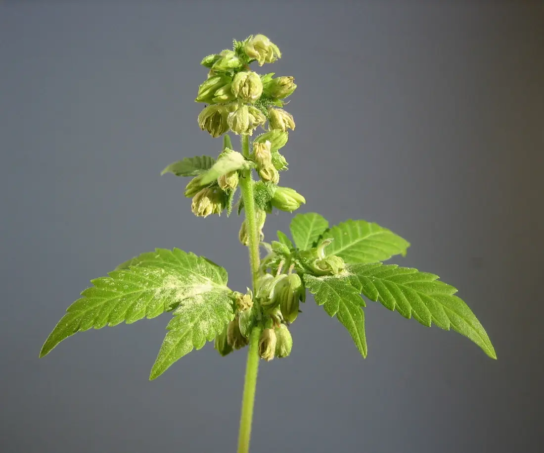 Planta de cáñamo macho con racimos de pequeños botones florales colgantes