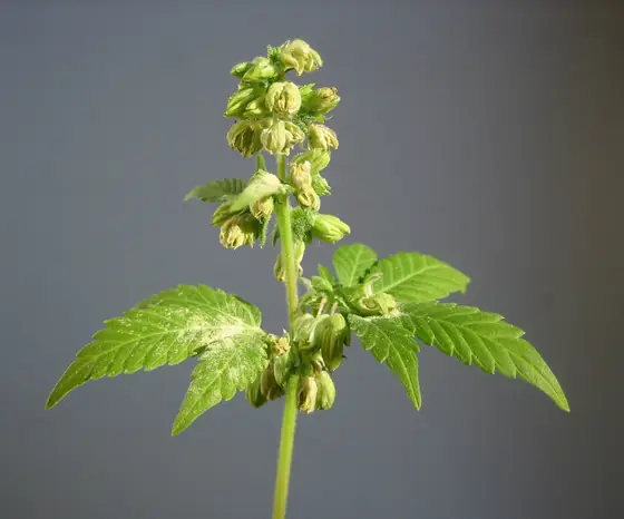 Planta de cânhamo macho com cachos de pequenos botões florais pendentes