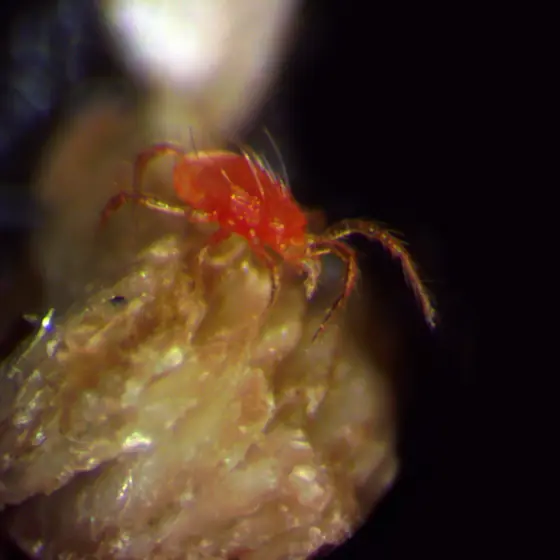 Orangerote Raubmilbe auf einem Krümel Vermiculit
