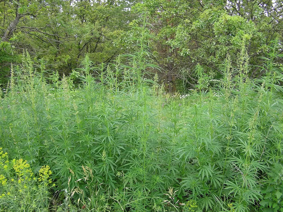 Rodal denso de cáñamo silvestre al borde de un bosque