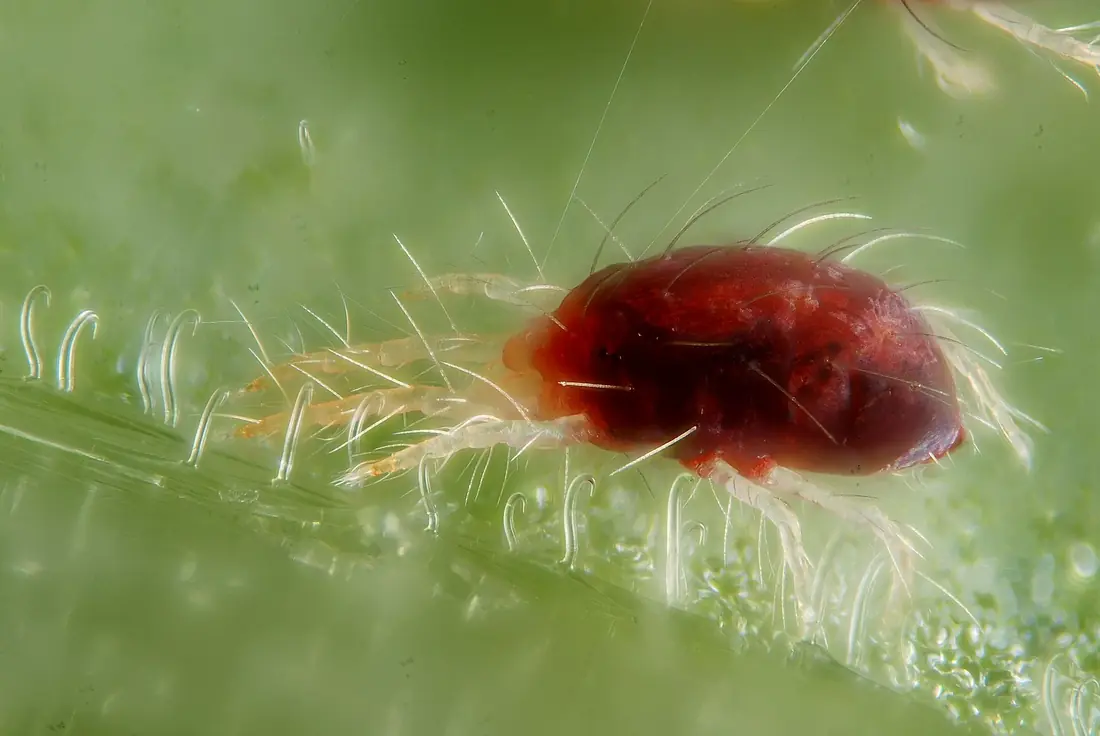 Makro einer rötlichen Spinnmilbe auf einem Blatt mit feinen Spinnfäden
