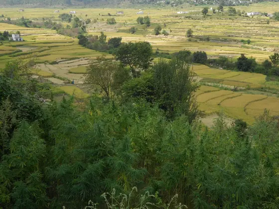 Plantas de cannabis selvagem numa encosta acima de socalcos de arroz