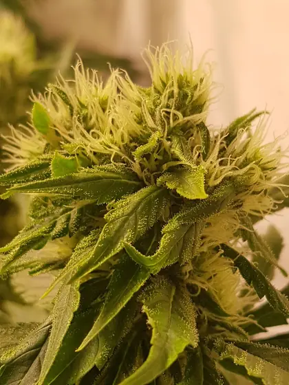 Grande plano de uma flor com pistilos cor de laranja – ago. 2025 – White Truffle (cola principal), Red Hot Cookies e Dos Si Dos 33 com muita resina