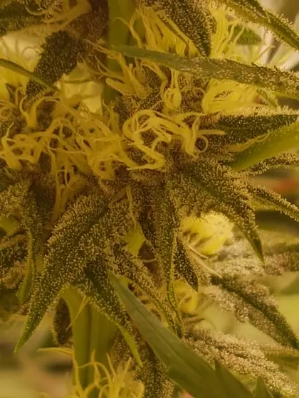 Macro d’une tête densément couverte de glandes à résine (trichomes) – août 2025 – White Truffle (tête principale), Red Hot Cookies et Dos Si Dos 33 avec beaucoup de résine
