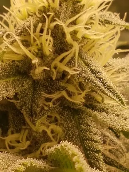 Macro de uma flor densamente coberta de glândulas de resina (tricomas) – ago. 2025 – White Truffle (cola principal), Red Hot Cookies e Dos Si Dos 33 com muita resina