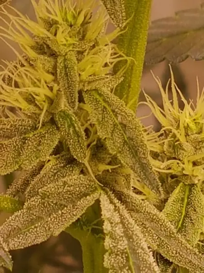 Makro einer frostigen Blüte am Stängel