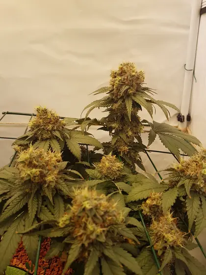 Plantas de cannabis em floração numa estufa de cultivo – out. 2026 – Grizzly Glue
