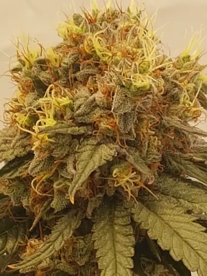 Gros plan d’une tête aux pistils orange – oct. 2026 – Grizzly Glue