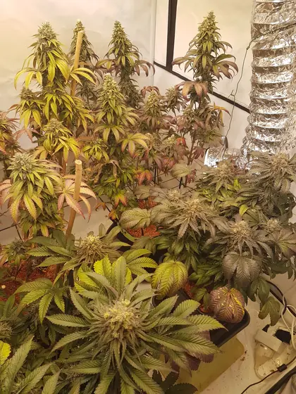Growbox voller Pflanzen in später Blüte mit herbstlich gelb-roten Blättern