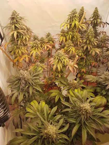 Plantas em floração numa estufa de cultivo, algumas folhas amarelas, vermelhas ou roxas – out. 2026 – Grizzly Glue, Poison Envy, Eleven Roses e LA Kush Cake