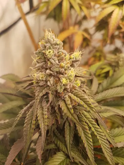Grande plano de uma flor geada – out. 2026 – Grizzly Glue, Poison Envy, Eleven Roses e LA Kush Cake