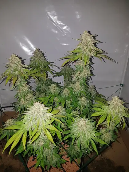 Plantas de cannabis em floração numa estufa de cultivo – out. 2026 – ciclo atual com Mango Kush, Lemon Cherry Gelato, Rainbow Sherbet e Blueberry, quase pronto