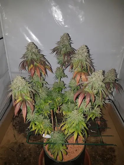 Plantas em floração numa estufa de cultivo, algumas folhas amarelas, vermelhas ou roxas – out. 2026 – ciclo atual com Mango Kush, Lemon Cherry Gelato, Rainbow Sherbet e Blueberry, quase pronto