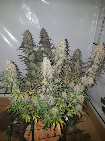 Dicht stehende, weiß bereifte Blütenstände in der Growbox