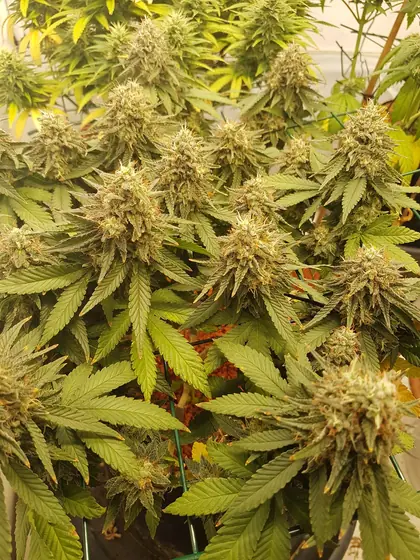 Blick von oben auf viele Knospen in der Growbox