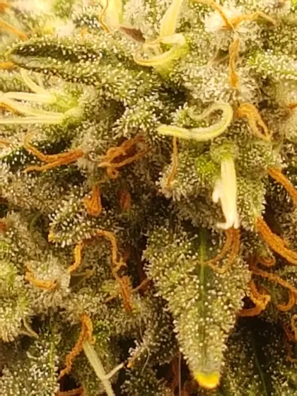 Macro de uma flor densamente coberta de glândulas de resina (tricomas) – ago. 2025 – Passion Fruits e Tangerine Dream