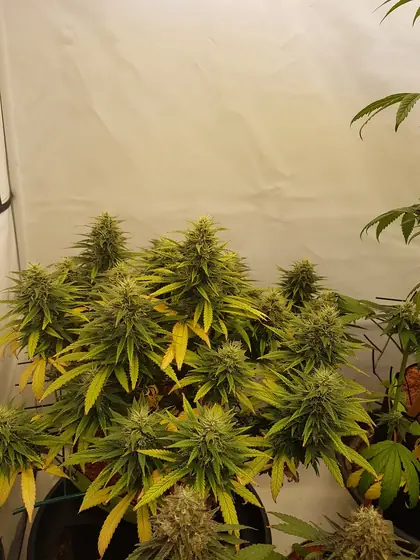 Plantas de cannabis em floração numa estufa de cultivo – ago. 2025 – Passion Fruits e Tangerine Dream