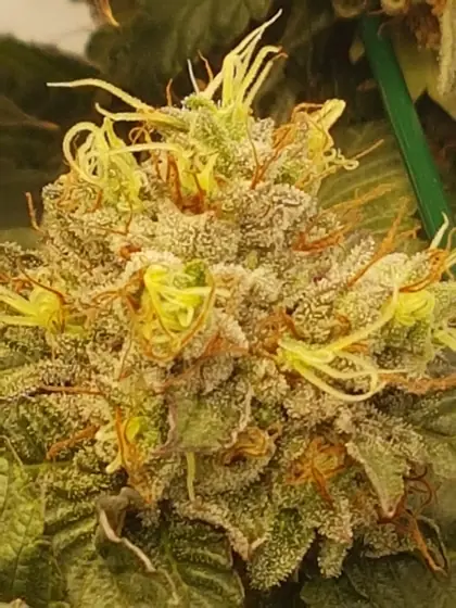 Grande plano de uma flor com pistilos cor de laranja – ago. 2025 – Fruit Punch e Black Apple Hitchcock, uma semana antes da colheita