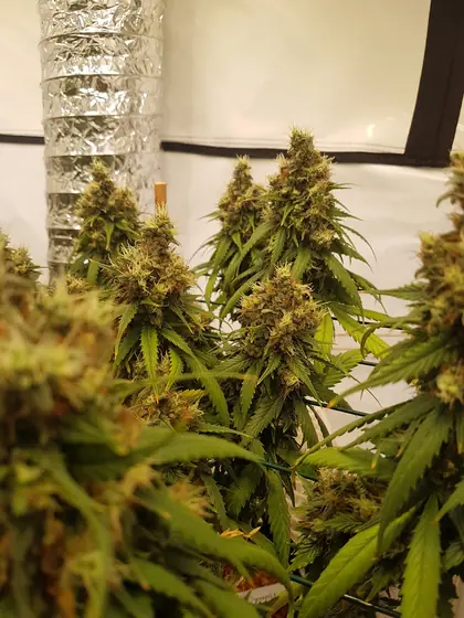 Erntereife Pflanzen in der Growbox, im Hintergrund ein Abluftschlauch