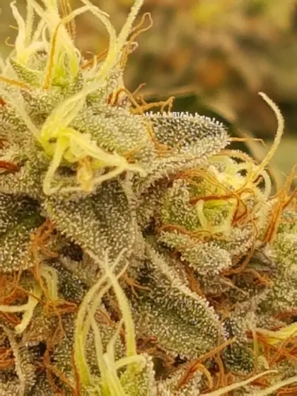 Macro d’une tête densément couverte de glandes à résine (trichomes) – août 2025 – Black Apple Hitchcock, Fruit Punch et Passion Fruits, prêts à être récoltés