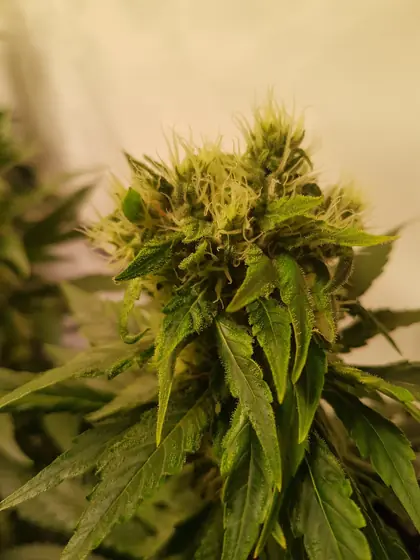 Cola principal dividida em várias colas – ago. 2025 – White Truffle: nesta planta, cada cola principal dividiu-se