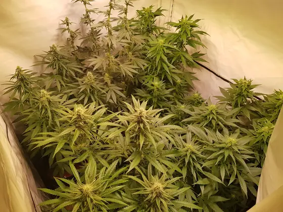 Plants en début de floraison avec les premières petites têtes – août 2025 – début de la 3e semaine de floraison, avec un phénotype de Red Hot Cookies très résineux