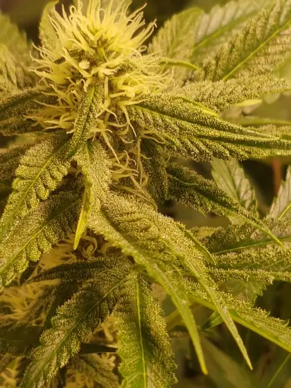 Plantas no início da floração com as primeiras pequenas flores – ago. 2025 – início da 3.ª semana de floração, com um fenótipo de Red Hot Cookies muito resinoso